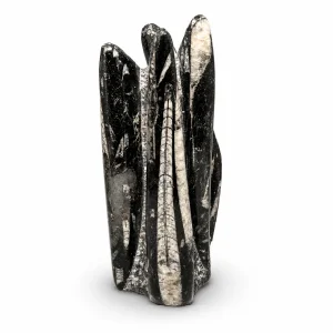 Orthoceras Fossil — 10" Polished Squid Fossil Specimen