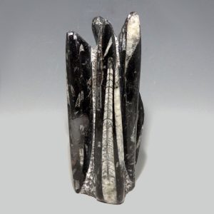Fossil Squid Polished